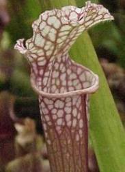 Carnivores plants