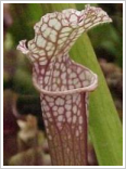 Carnivores plants
