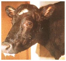 Alabama reports Mad Cow Case