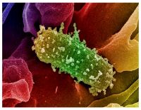 <p>An E.coli outbreak in New Jersey and New York is currently being linked to Taco Bell. So far, a total of 39 people have been reported; 9 of which are hospitalized; and 2 of these are children in critical condition.</p>
