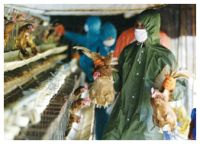 <p>The extremely infectious H5N1 virus has shown its existence in some Asian countries last week, including Indonesia, Vietnam, Japan, and most recently in Thailand. A new outbreak of H5N1 bird flu was found in pigeons and other wild birds in northern Thailand, health officials said Monday.</p>
