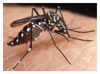 <p>Dengue, the acute febrile disease transmitted to humans by the mosquito Aedes aegypti, has enveloped New Delhi, the capital of India, in its dark wings, where over 448 cases and 12 fatalities have been reported so far.</p>
